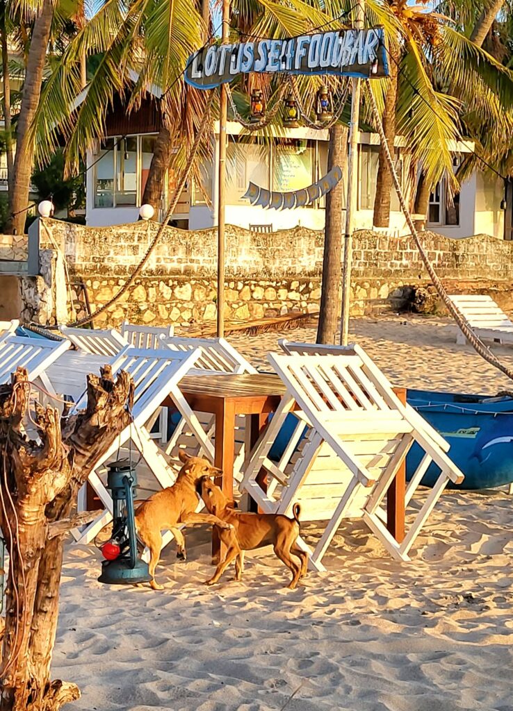 Zwei spielende Hunde am Uppuveli Beach in Trincomalee, Sri Lanka